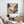 Strelitzia No.1 - Wild Tesserae | Canvas Print